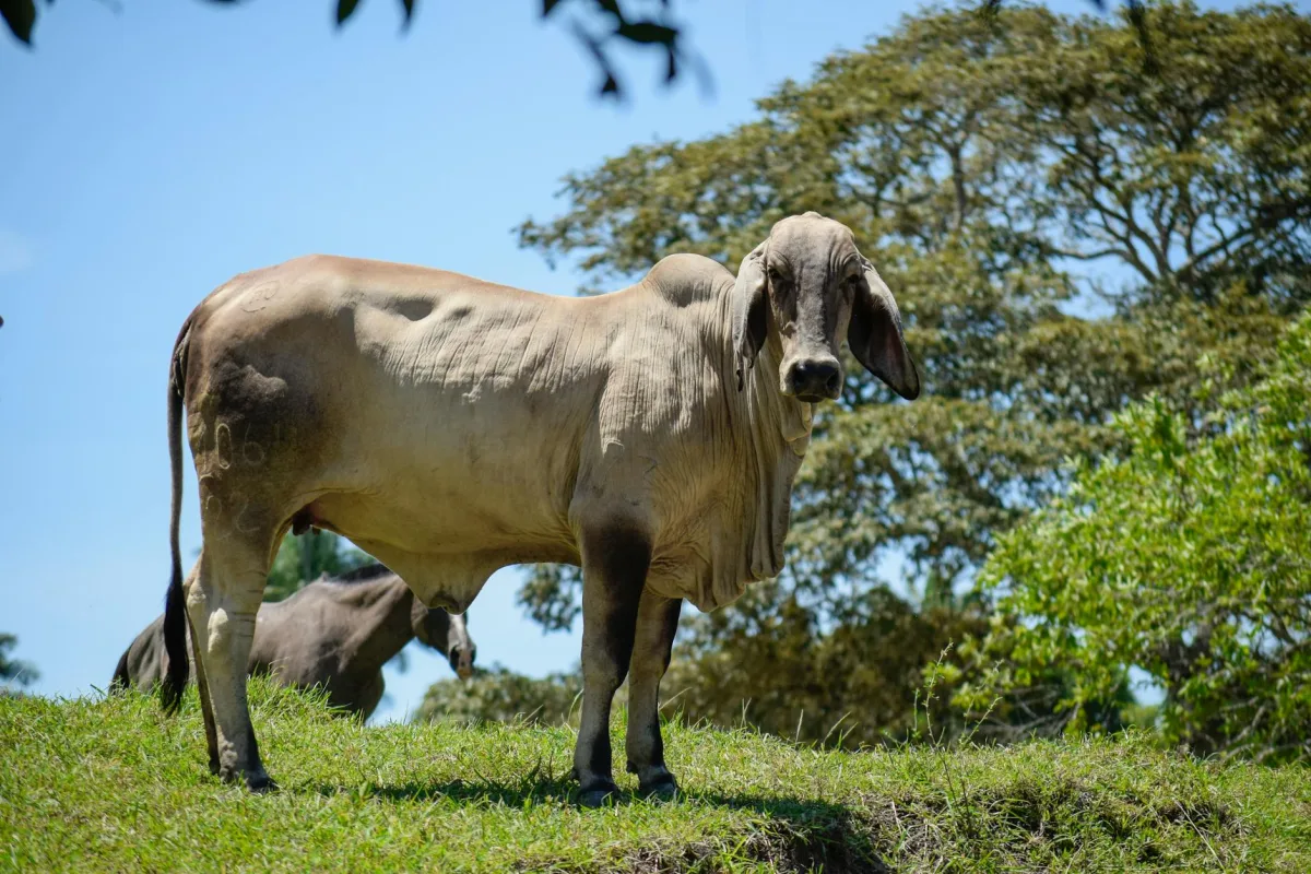 Hacienda Ganadera Cayambe